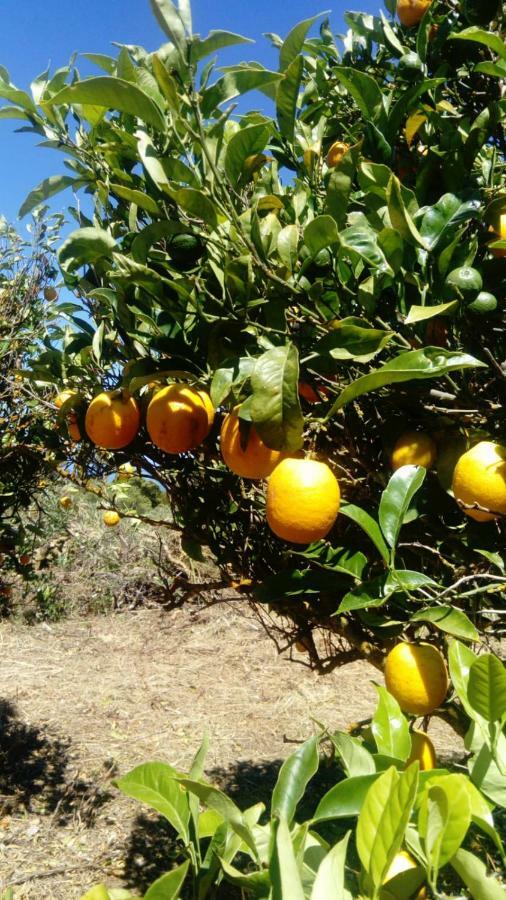 El Limonero Pensionat Garafía Eksteriør billede